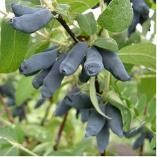 Жимолость съедобная Княгиня