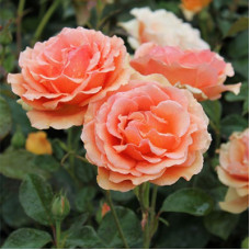 Роза чайно-гибридная Ашрам