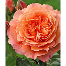 Роза парковая Бельведер 