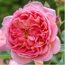 Роза английская парковая Боскобель 