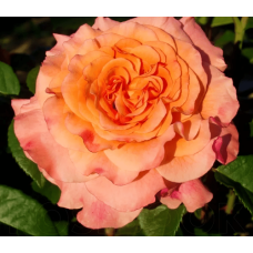 Роза чайно-гибридная Августа Луиза 