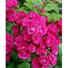 Роза мускусные гибриды Динки 