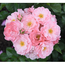 Роза флорибунда Джекис Фейворит 