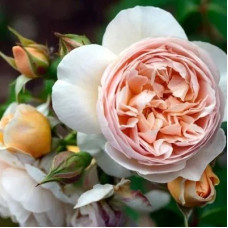 Роза английская парковая Джульетта 