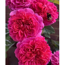 Роза английская парковая Габриэль Оук 