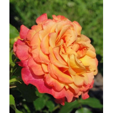 Роза Кордес парковая Ла Вилла Котта 