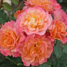 Роза Кордес парковая Ландлуст 