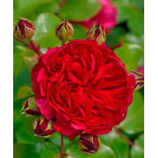 Роза Мейян флорибунда Ред Леонардо да Винчи 