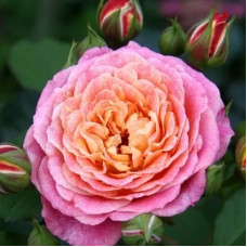 Роза Массад парковая Мишель Бедросьян 