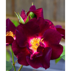 Роза плетистая Найт Оул 