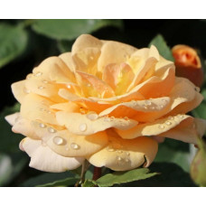 Роза Кордес флорибунда Свит Хоней 