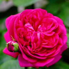 Роза английская парковая Зе Дарк Леди 