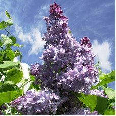 Сирень обыкновенная  Крылья Надежды (серия "Русская сирень")  