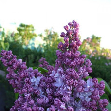 Сирень обыкновенная Лиловая пирамида (серия "Золотой фонд отечественной селекции")  