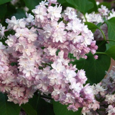 Сирень обыкновенная Луч востока (серия "Золотой фонд отечественной селекции")  