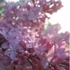 Сирень обыкновенная Маршал Бирюзов (серия "Русская сирень")  