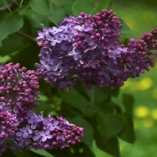 Сирень обыкновенная Маршал Конев (серия "Русская сирень")  