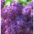 1 год (ОКС) =690