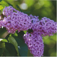 Сирень обыкновенная К.А. Тимирязев (серия "Золотой фонд отечественной селекции") 