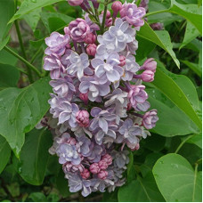 Сирень обыкновенная Век (серия "Золотой фонд отечественной селекции")  