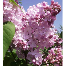 Сирень обыкновенная Аделина (серия "Русская сирень") 