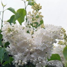 Сирень обыкновенная Мазаис принцист (серия "Золотой фонд отечественной селекции")  