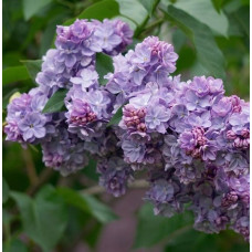 Сирень обыкновенная Вечерняя Москва (серия "Русская сирень")  