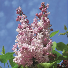 Сирень обыкновенная Радмила (серия "Русская сирень")  