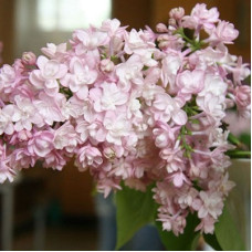 Сирень обыкновенная Нина (серия "Русская сирень")  