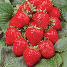 Земляника садовая Анабель  