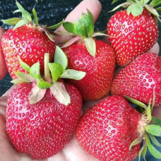 Земляника садовая Антеа  