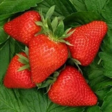 Земляника садовая Априка  