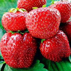 Земляника садовая Дукат  