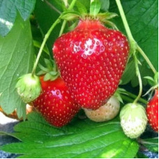 Земляника садовая Джоли  