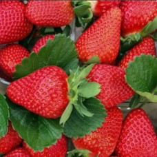 Земляника садовая Эми 