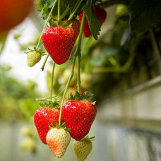 Земляника садовая Эставана F1 