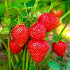 Земляника садовая Фалко  