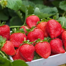 Земляника садовая Фенелла 