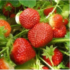 Земляника садовая Флорентина  