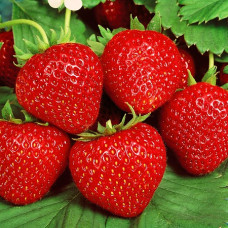 Земляника садовая Гармония  