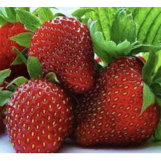 Земляника садовая Кармен  