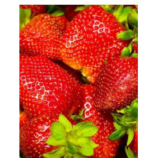 Земляника садовая Кори 