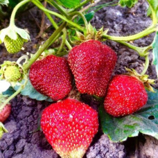 Земляника садовая Крымская ранняя 