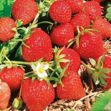 Земляника садовая Магнус  