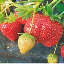 Земляника садовая Мармолада 