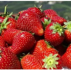 Земляника садовая Марышка