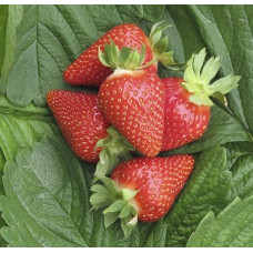 Земляника садовая Мурано 