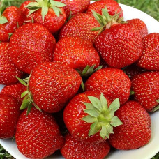 Земляника садовая Порландо  