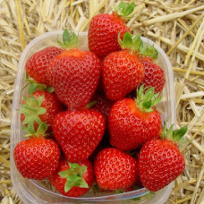 Земляника садовая Рамина 