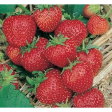 Земляника садовая Ред Гонтлет  